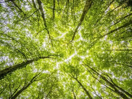 Mystical Heritage - Ancestral Shadow Melodies