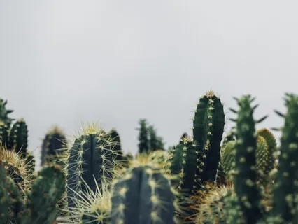 Mystical Music Of Plants: Saguaro