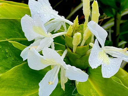 Mystical Perspective: To Know Everything, Know Nothing