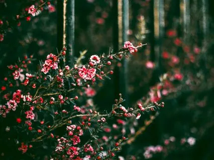 Mystical Slumbers: Cello, Violin and Flute Meditation Music