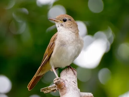 Nachtigall / Nightingale / Ruiseñor / Rossignol