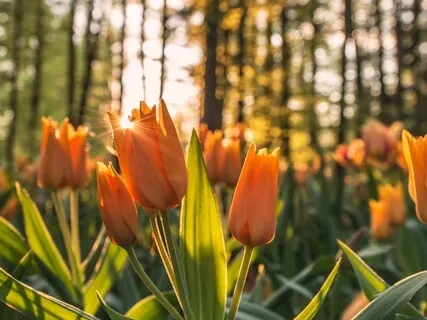 NadaYoga: SwaraChakra: Voice, Heart & Sound Meditation