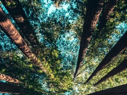 Nadi Shodhana ( Alternate Nostril Breathing)