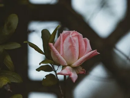 Nadi Shodhana | Alternate Nostril Breathing For Relaxation