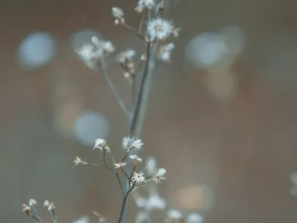 Nadi Shodhana Breathing