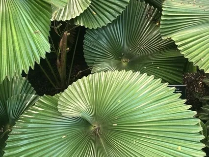 Nadi Shodhana Pranayama For Balance And Calm