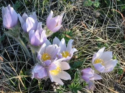 Nadi Shodhanam Alternate Side Spinal Breath