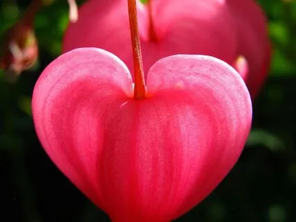 Nadi Shodhanam In The Chakras - Alternate Nostril Breathing