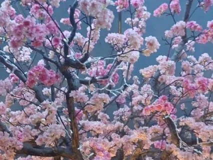 Nadi Sodhana With Ajapa Japa