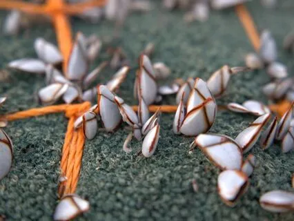 Nam Myoho Renge Kyo Version 2