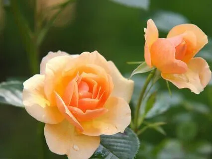 Namaste, Embrace Love And Peace