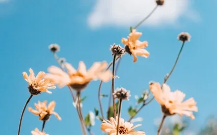 Nap In The Wild Flower Meadow With Affirmations