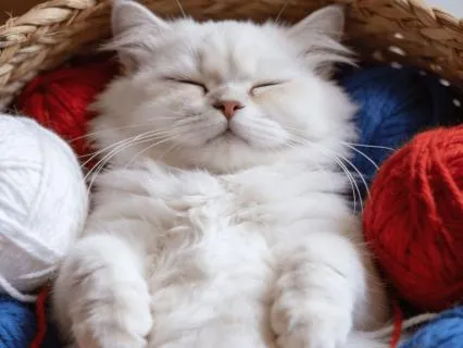 Nap Like A Cat