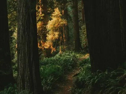 Nap Stories: Moonlight Forest