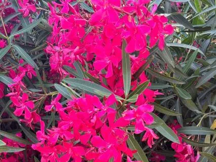 Narcissistic Abuse Recovery Affirmations