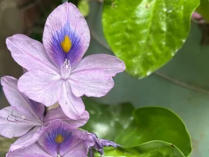 Narcissistic Parenting