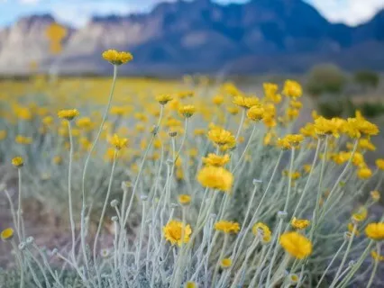 Soothing Native American Flute - 432 Hz (Short)