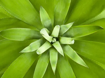 Native American Flute With Binaural Beat