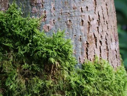 Native American Flute With Kenari Chimes (Long)