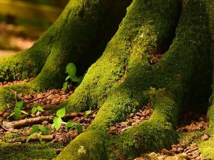 Native American Flute With Kenari Chimes (Short)