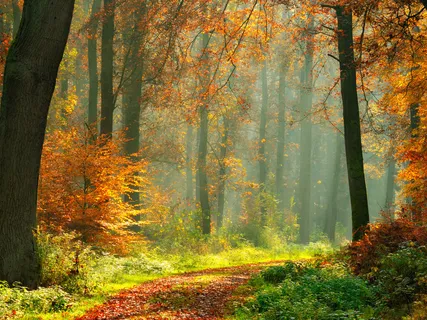 Native Drumming, Flute And Earth Sounds | 432Hz