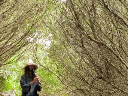 Native Flute | "Breath of the Branches"