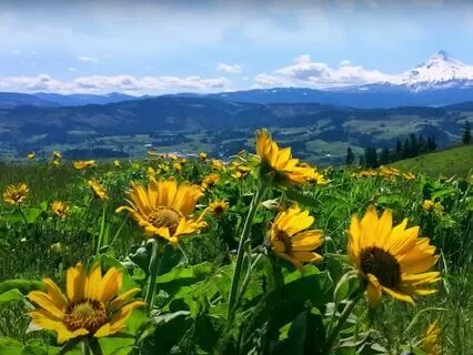 Native Flute By The Mountainside