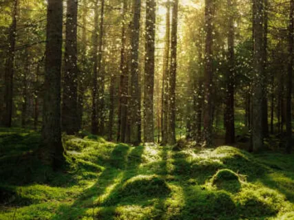 Native Flute Meditation