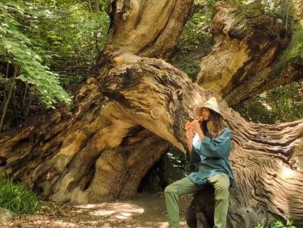 Native Flute | Old Tree
