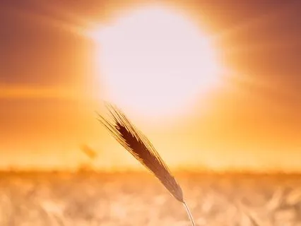 Native Ocarina For Inner Light (Short Version)