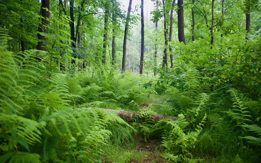 Natura Sonorum – Birds' Choir