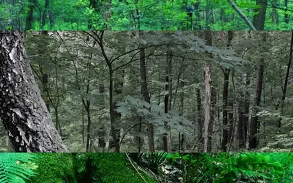 Natura Sonorum – Forest Before The Rain