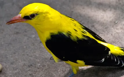Natura Sonorum – Golden Oriole