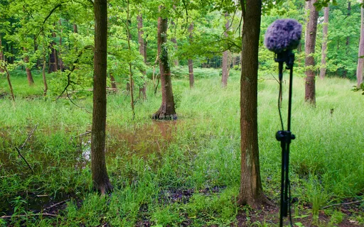 Natura Sonorum – Lake In The Forest