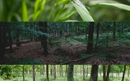 Natura Sonorum – Near The Source