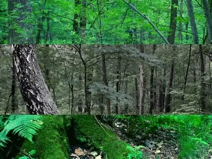 Natura Sonorum – Rain Is Coming