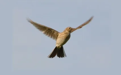 Natura Sonorum – Song Of The Lark