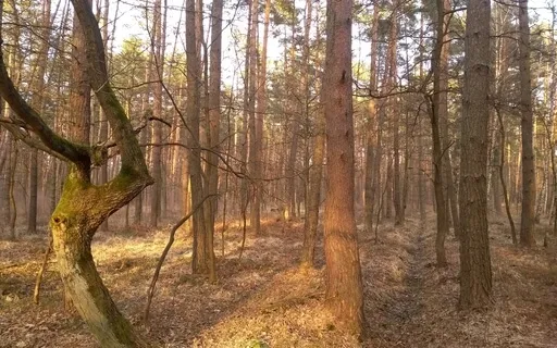 Natura Sonorum – Spring Is Here!