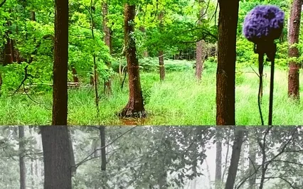 Natura Sonorum – The Bird's Aria