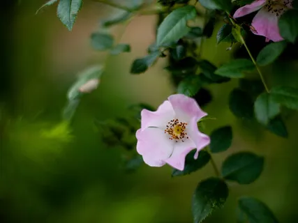 Natural Boundaries Here & Now