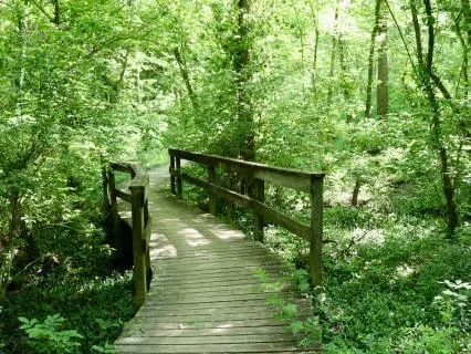 Natural Flow: Meditating Without Effort