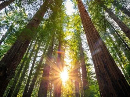 Natural Harmony - Healing Music & Nature Sound Journey