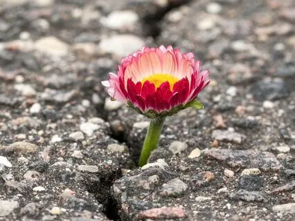 Natural Healing (A Poem About Safety)