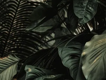 Natural Euphoria! DMT Breathing - 50s Breathholds (3 Rounds)