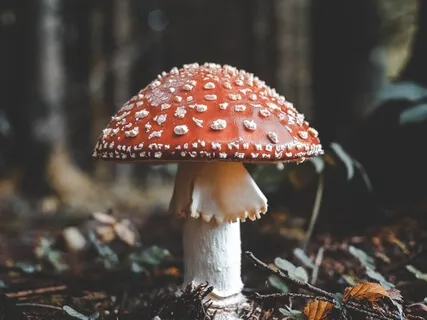 Natural Life Essence: A Mushroom Meditating Under An Old Tree 