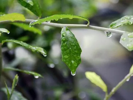 Nature Rain Sounds For Sleep And Deep Rest - 8 Hours