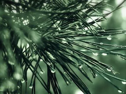 Nature And Forest - Sound Healing And Meditation Music