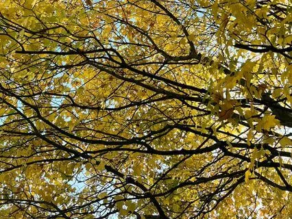 Nature As Your Creative Guide