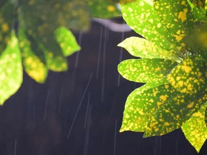 Nature At Night: One Hour Of Rain For Sleep