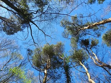 Nature At The Heart Of Wellbeing: Environment Awareness